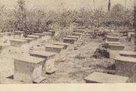Първата пчеларска кооперация в България – „Нектар“